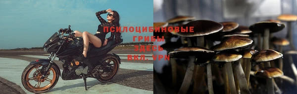 прущие грибы Балабаново